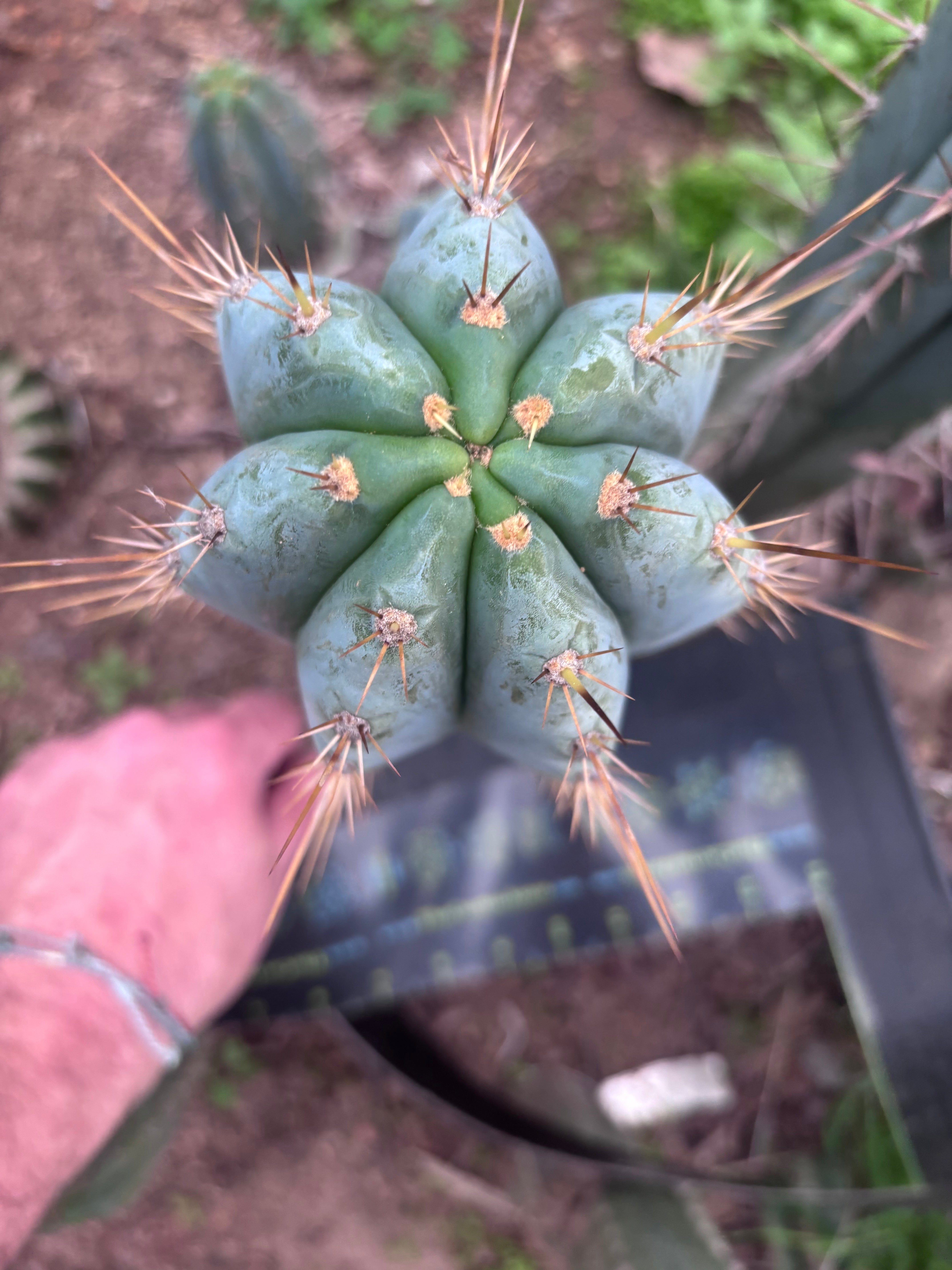 👑💎 Rimac — Chonky 12” Tip