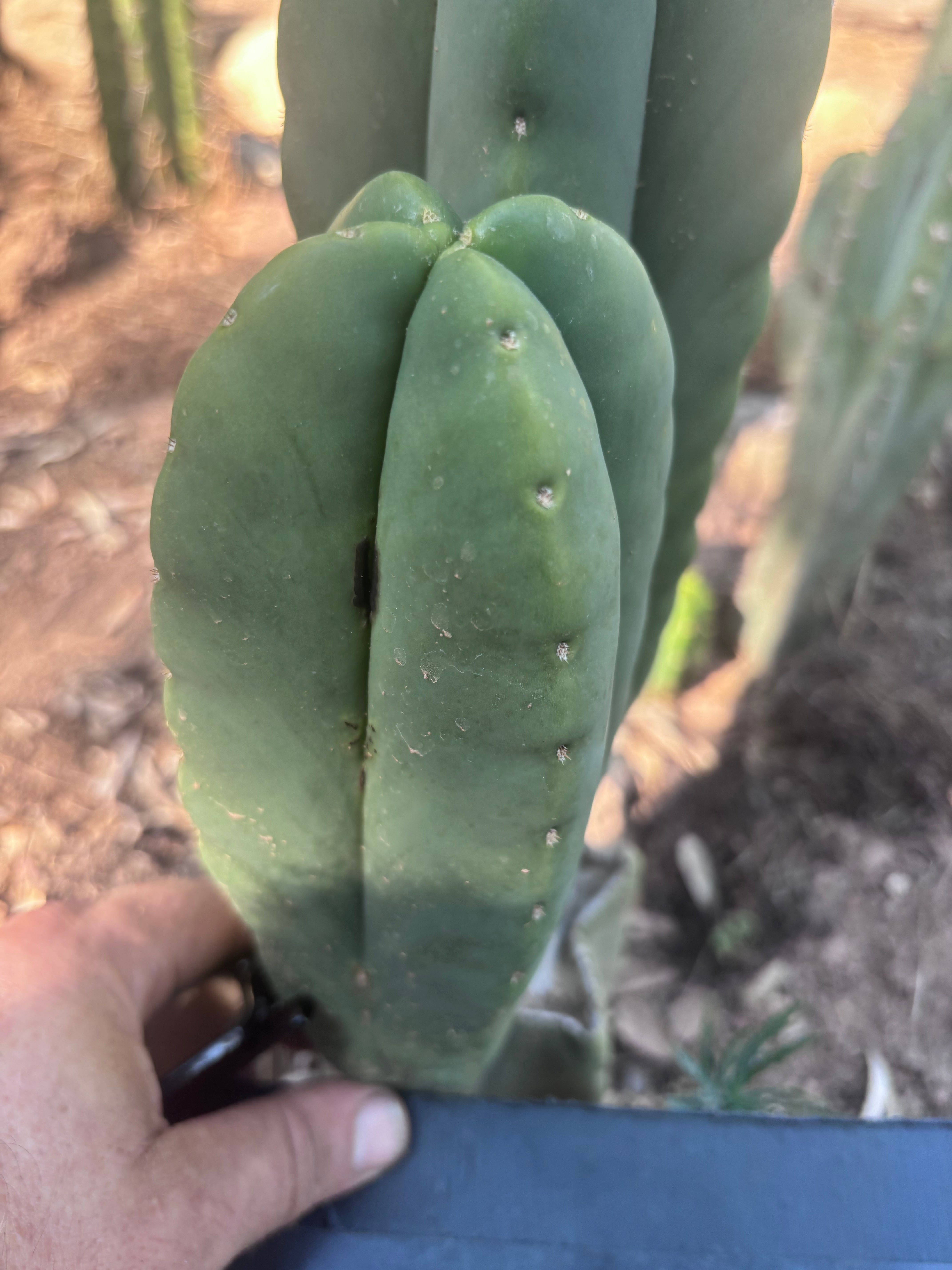 👑🌶️ Zulk — Fourwang 8” Pup