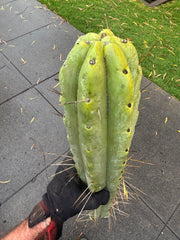 👑💎🌶️🌶️ Eileen — Max Girth 12” Tips (Restocked)