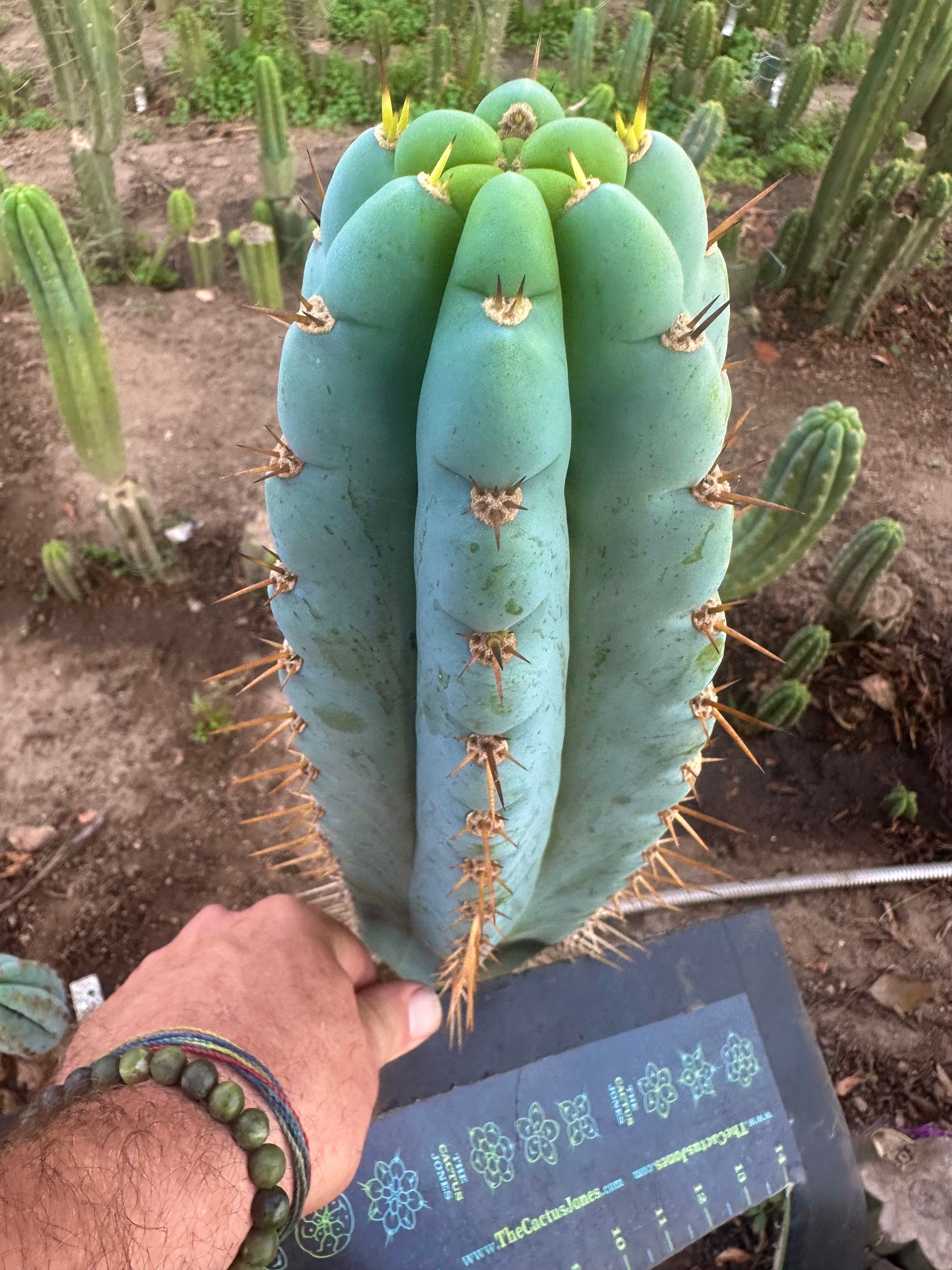 💎👑  Matucana Peru — 7.5” Pup