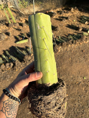 👑🌶️🌶️  Jiimz Twin — Fully Rooted Stump
