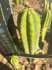 👑🌶️🌶️ Another Drop, Another Ogun