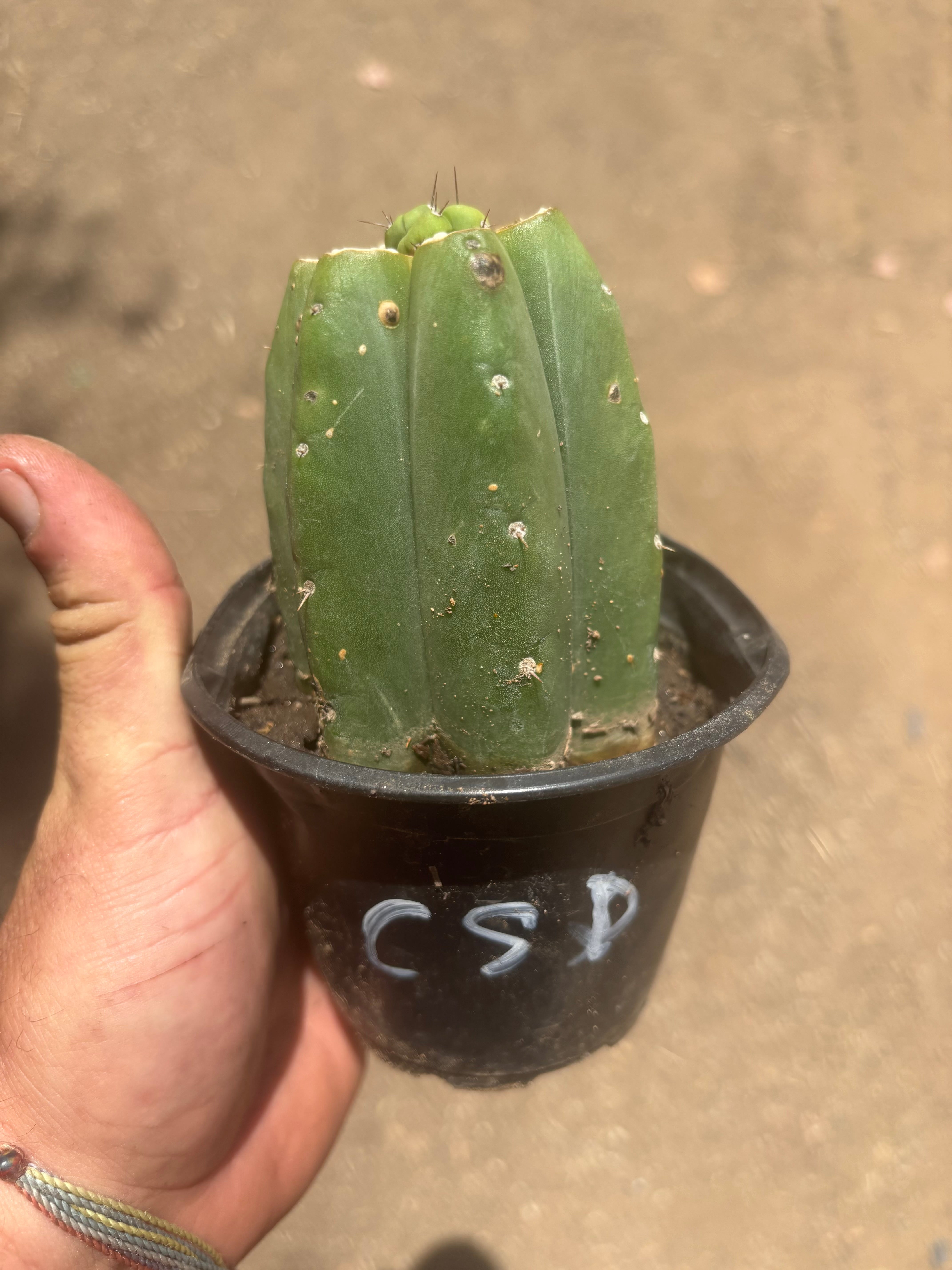 👑💎🌶️  CSD — Pup Graft on Rooted Pierre