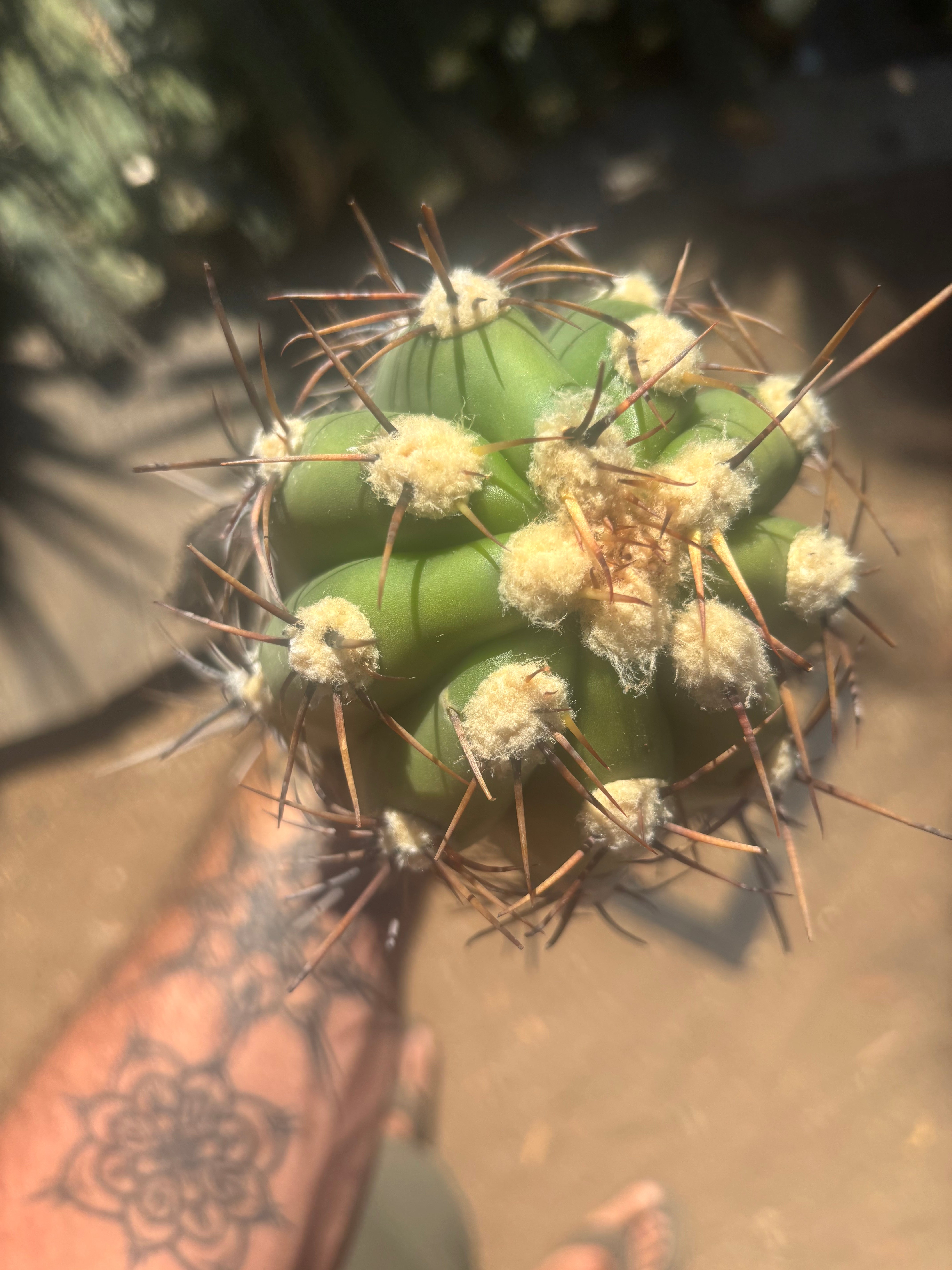 💎⚔️ Taquimbalensis — 8” Spike Melon