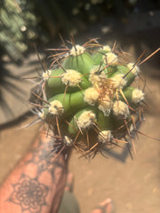💎⚔️ Taquimbalensis — 8” Spike Melon