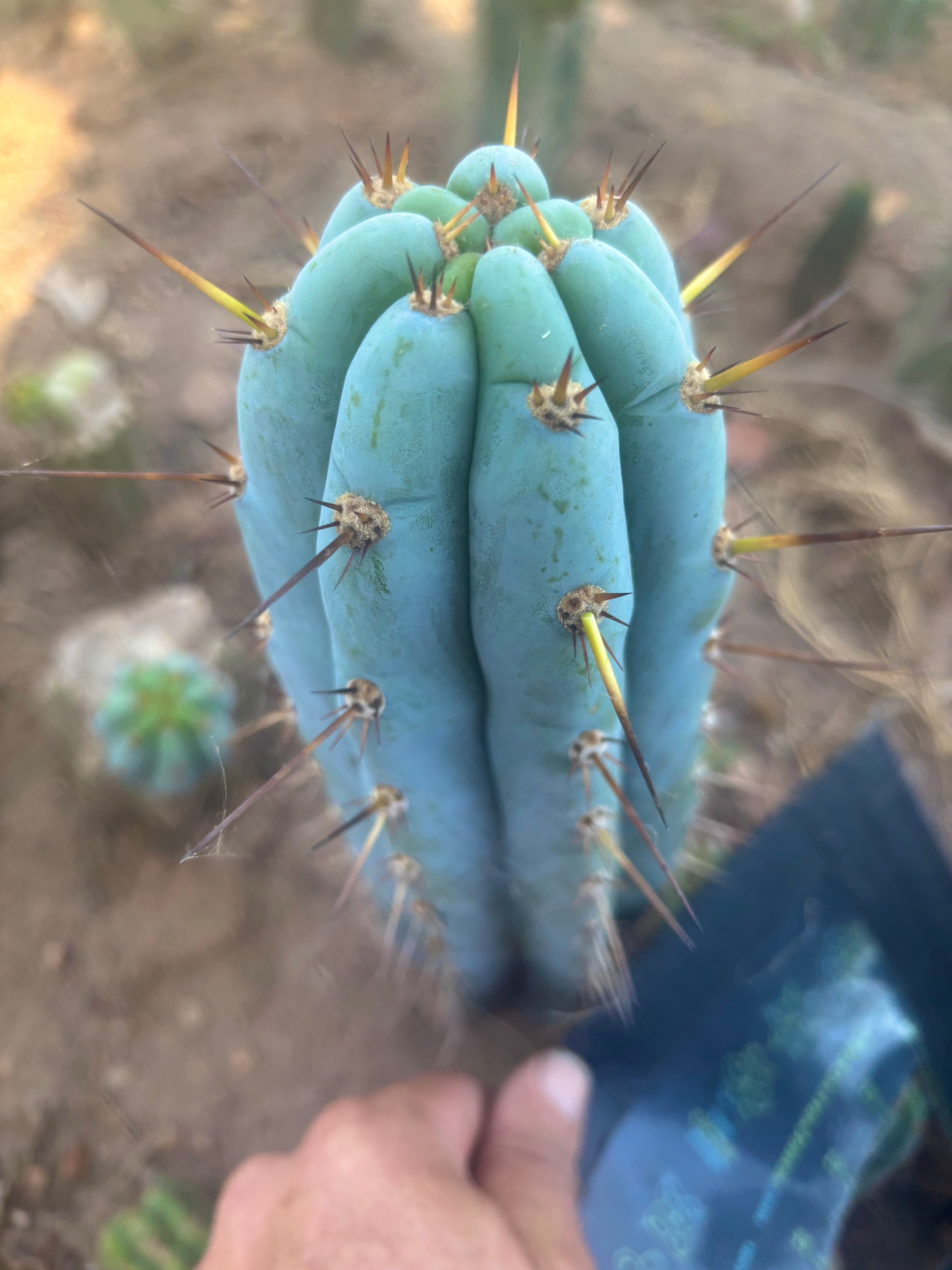 👑🌶️  Sharxx Blue — Frosty Flawless 9” Tip