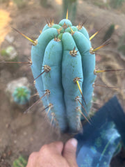 👑🌶️  Sharxx Blue — Frosty Flawless 9” Tip