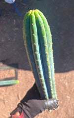 👑🌶️ Ventucky Blue — 16” Tips