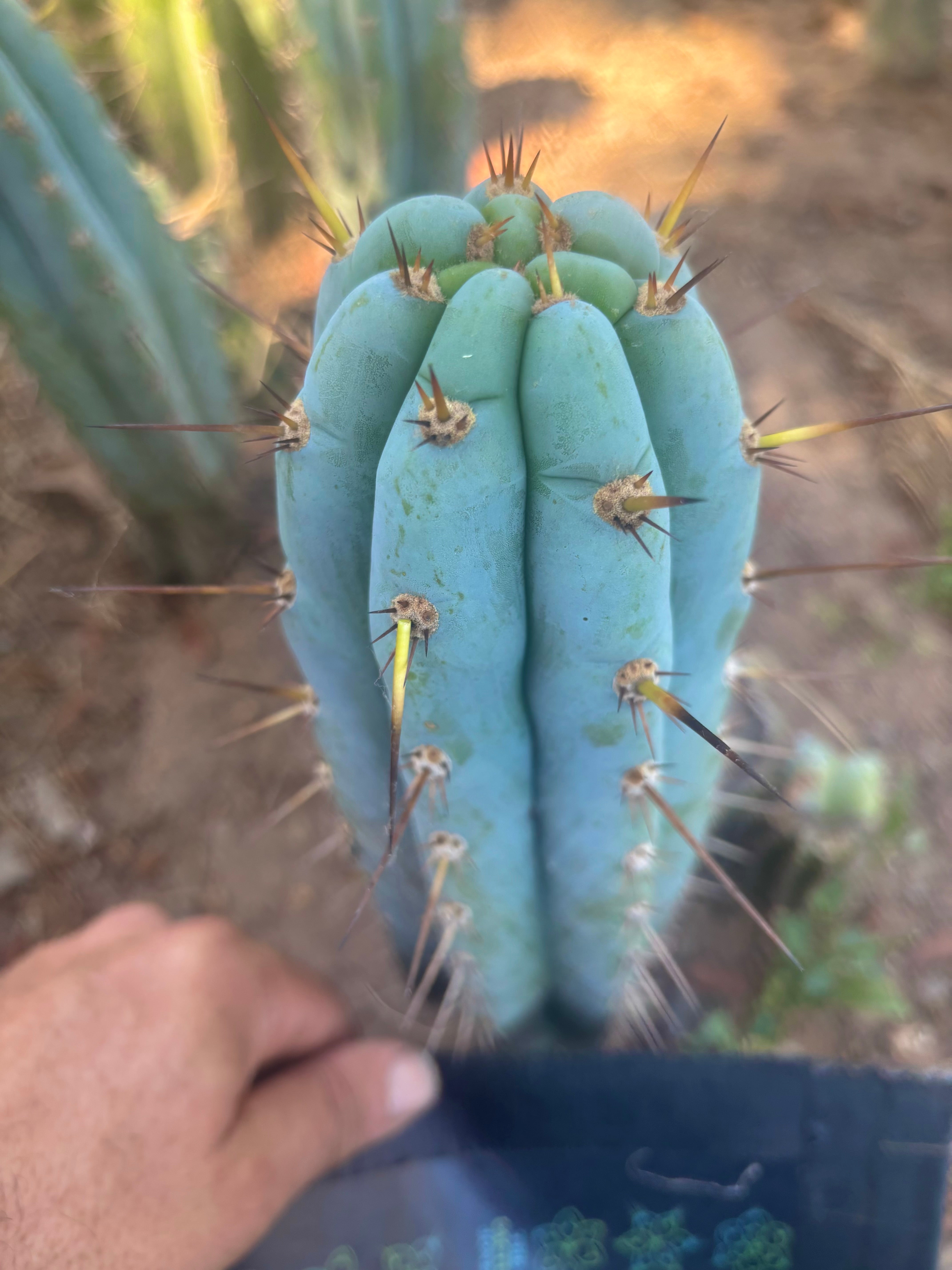 👑🌶️  Sharxx Blue — Frosty Flawless 9” Tip