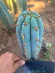 👑🌶️  Sharxx Blue — Frosty Flawless 9” Tip