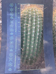 💎💎 T. Atacamensis — MASSIVE 17” Pups