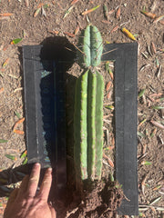 👑🌶️🌶️ Pala! — Rooted XL Graft