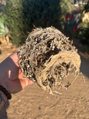 👑🌶️🌶️  TBM Clone B — Fully Rooted