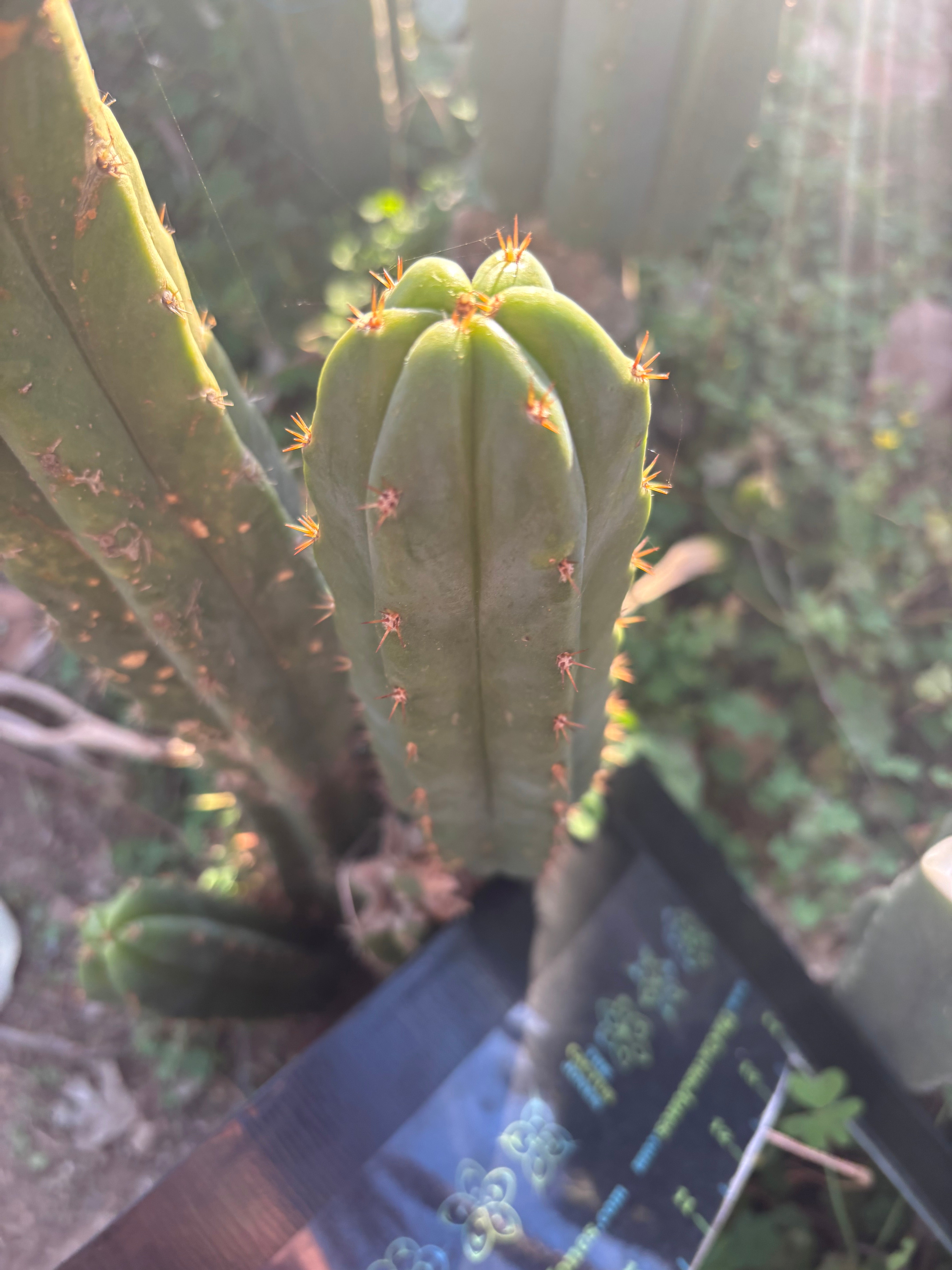 Custom Listing for Scott C.