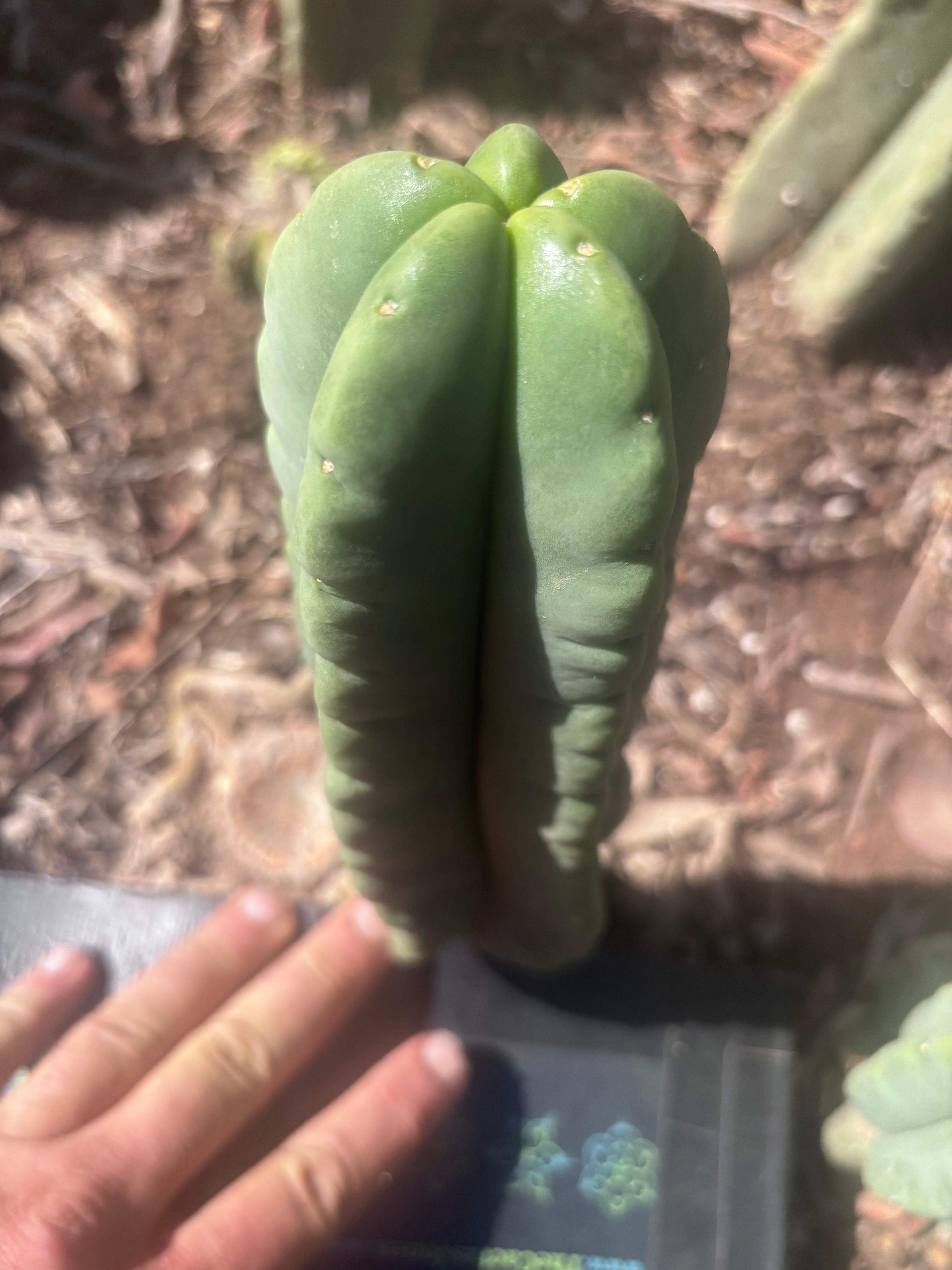 💎👑💎🌶️ Ferah — 8” Pup