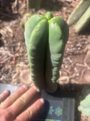 💎👑💎🌶️ Ferah — 8” Pup
