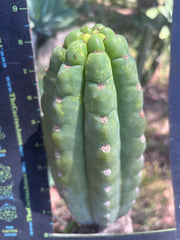 💎👑🌶️ Ichoca — BEEFY 9” Pup