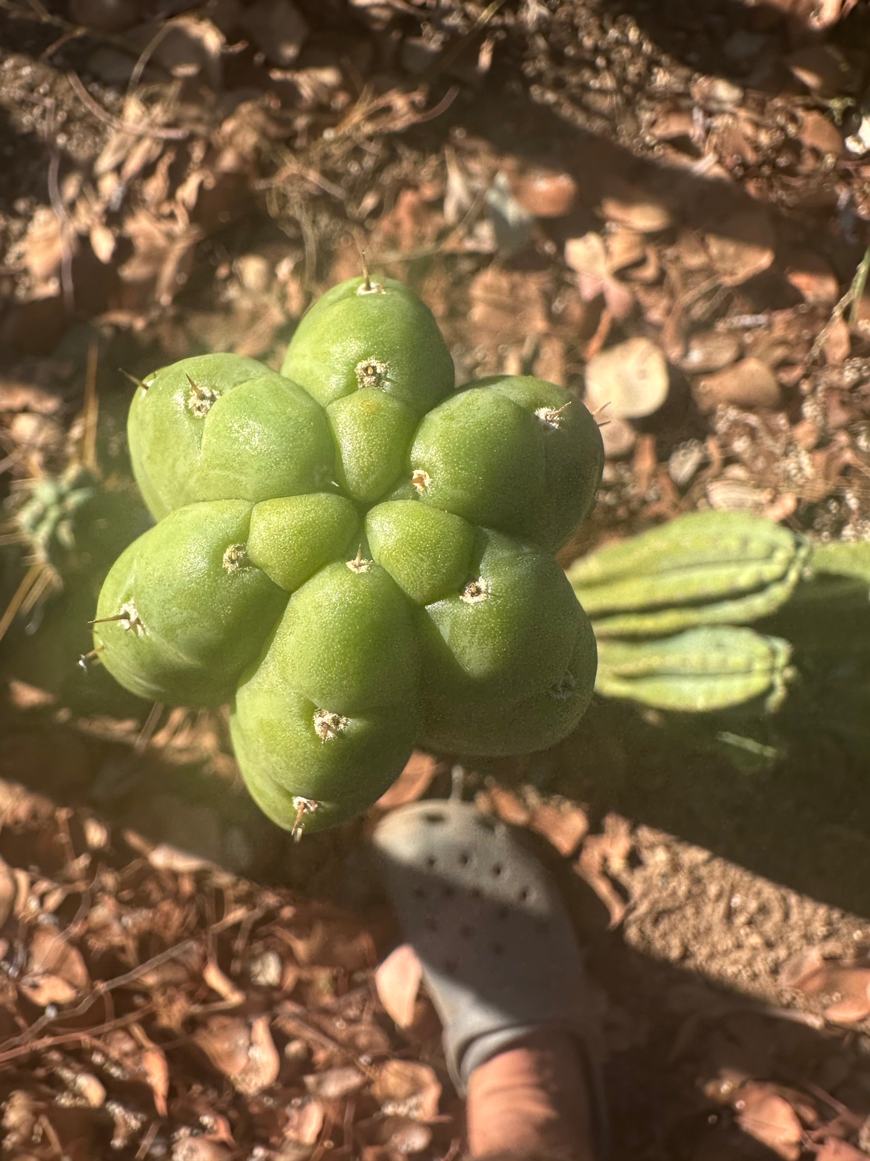 👑🌶️ Lima — 12” Tip