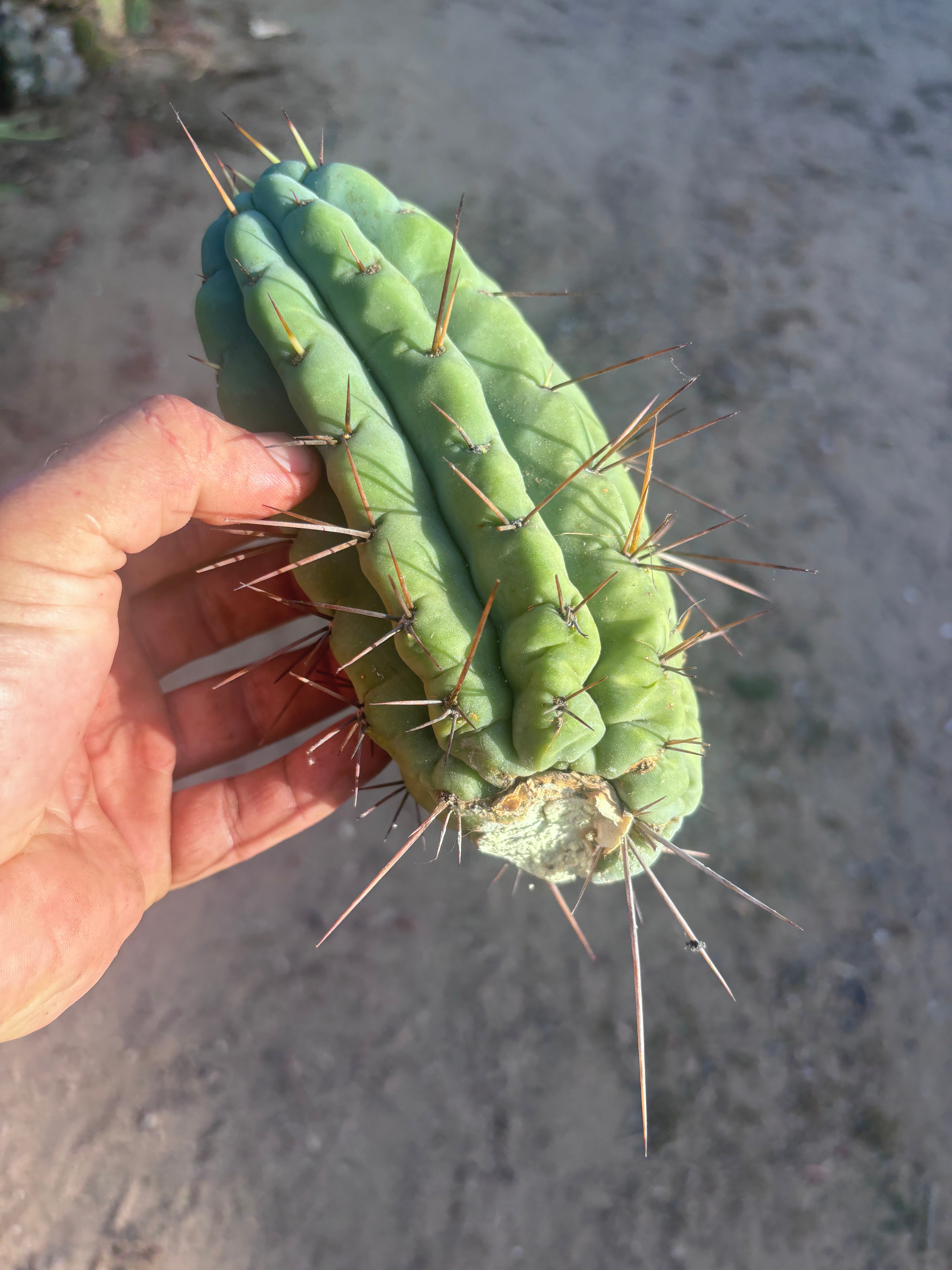 🌶️🌶️⚠️ E.R. — 8” Grenade