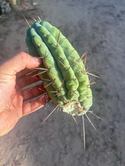 🌶️🌶️⚠️ E.R. — 8” Grenade
