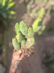 👑🌶️🌶️  TBM Clone B — Fully Rooted