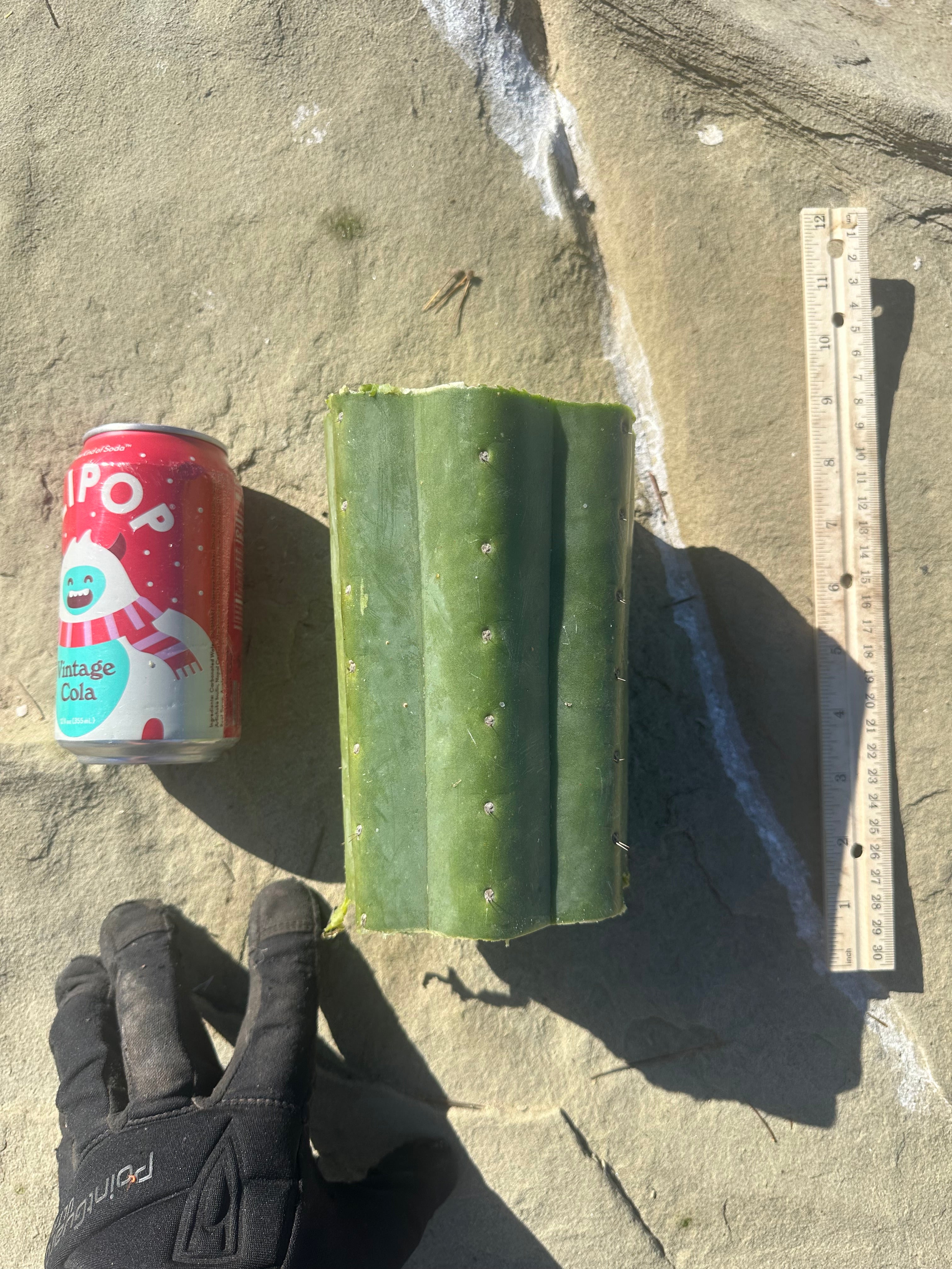 👑🌶️ Tom Juuls Giant  — 7” Mid Chonks