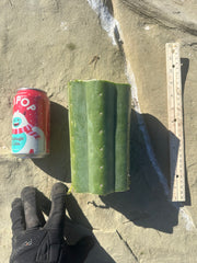 👑🌶️ Tom Juuls Giant  — 7” Mid Chonks