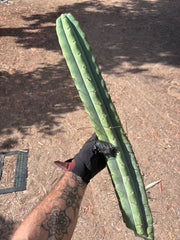 💎👑💎🌶️🌶️ Eileen — MEGA 21” (Tip #6)