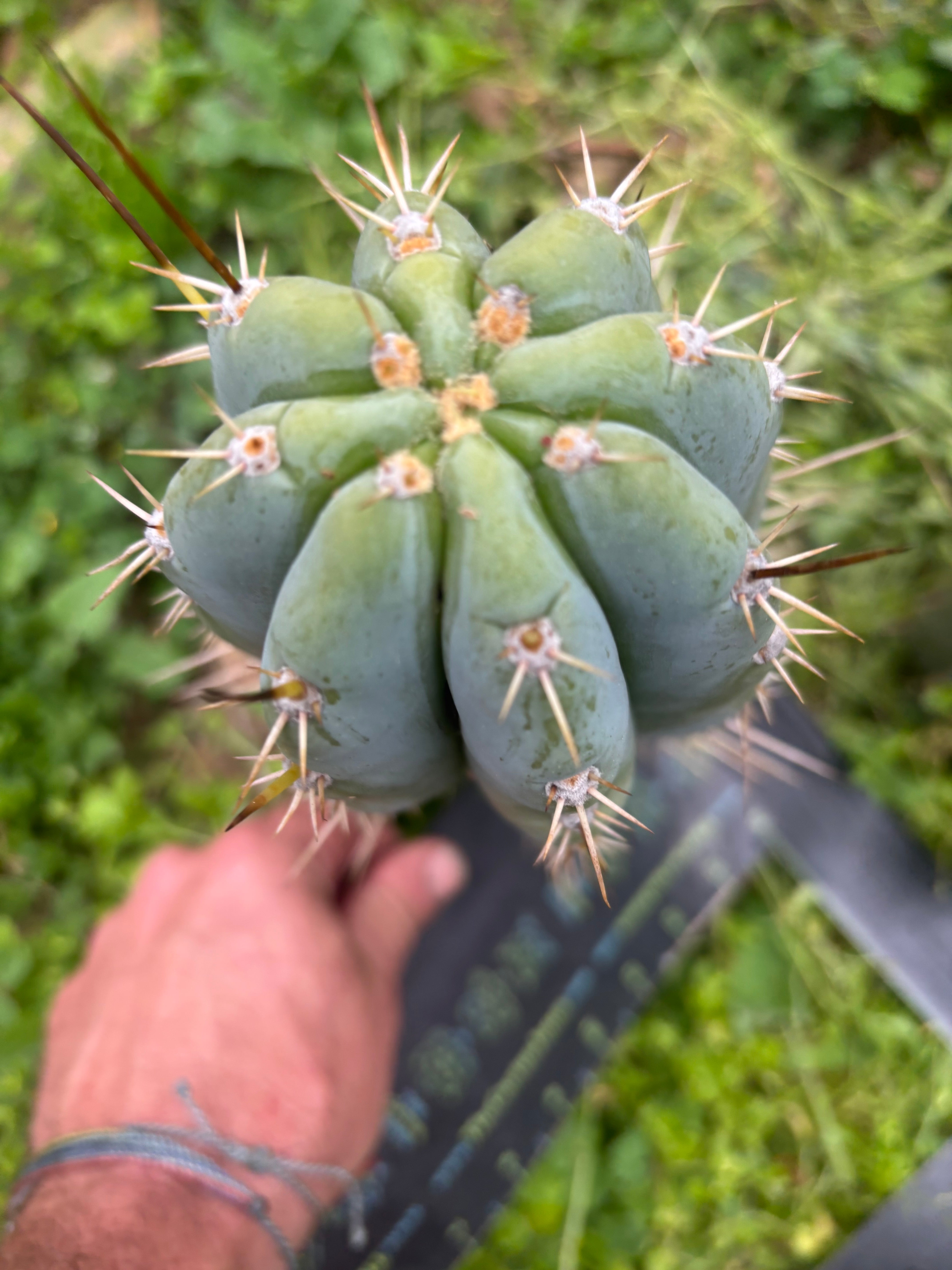 👑💎 Dolphin — Fat 11” Pup
