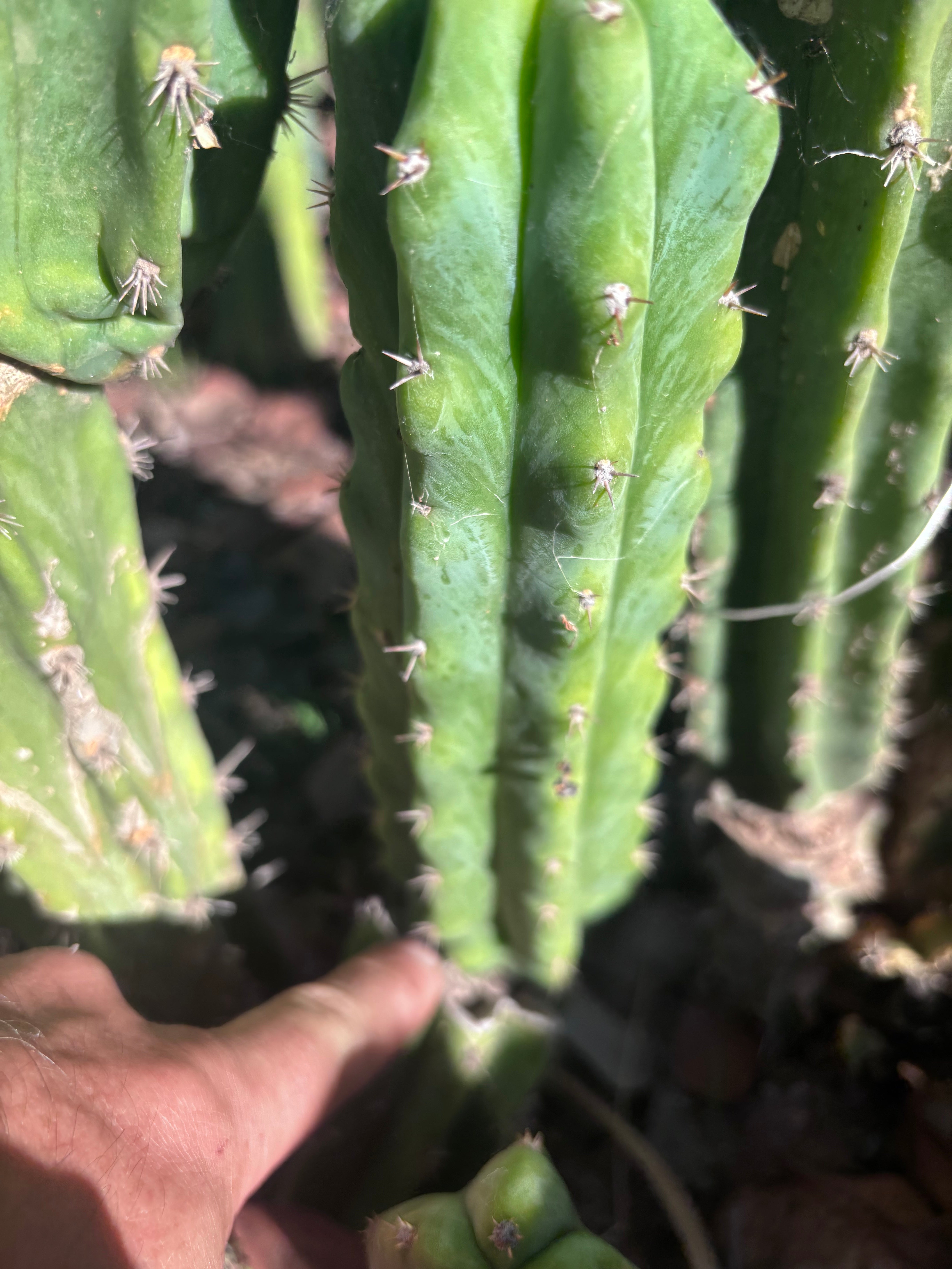🌶️🌶️ NoidTwo — 8.5” Pup