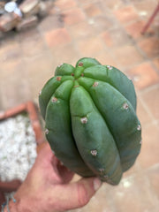 👑🌶️ Pierre — Another Chonky 10” Pup