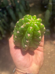 💎🦄💎 JS444 x Pluto (Cross Genus!) — Fat 5” Grenade