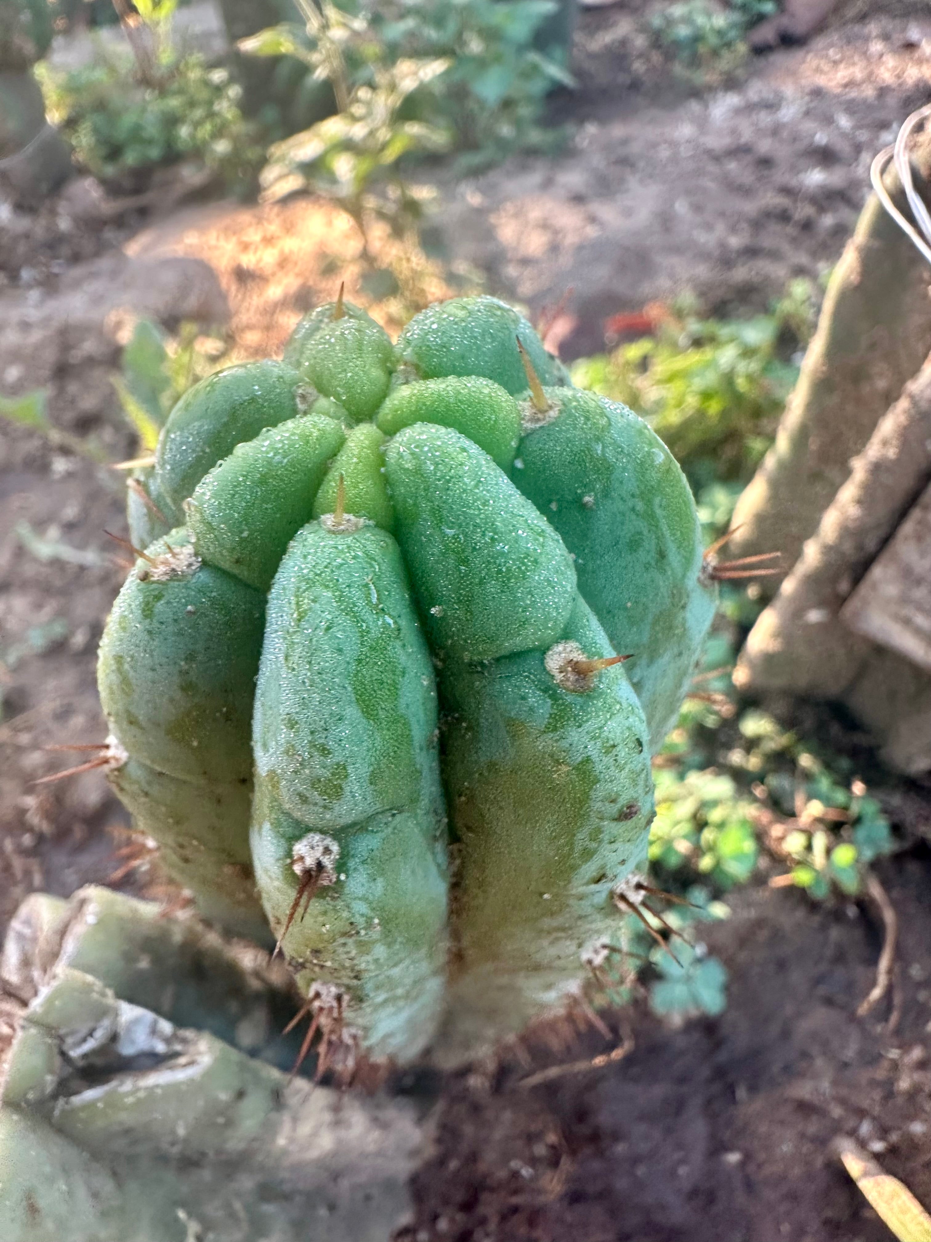 💎👑🌶️🌶️ Another Austy’s Bomb (TNT) — 8” Pup