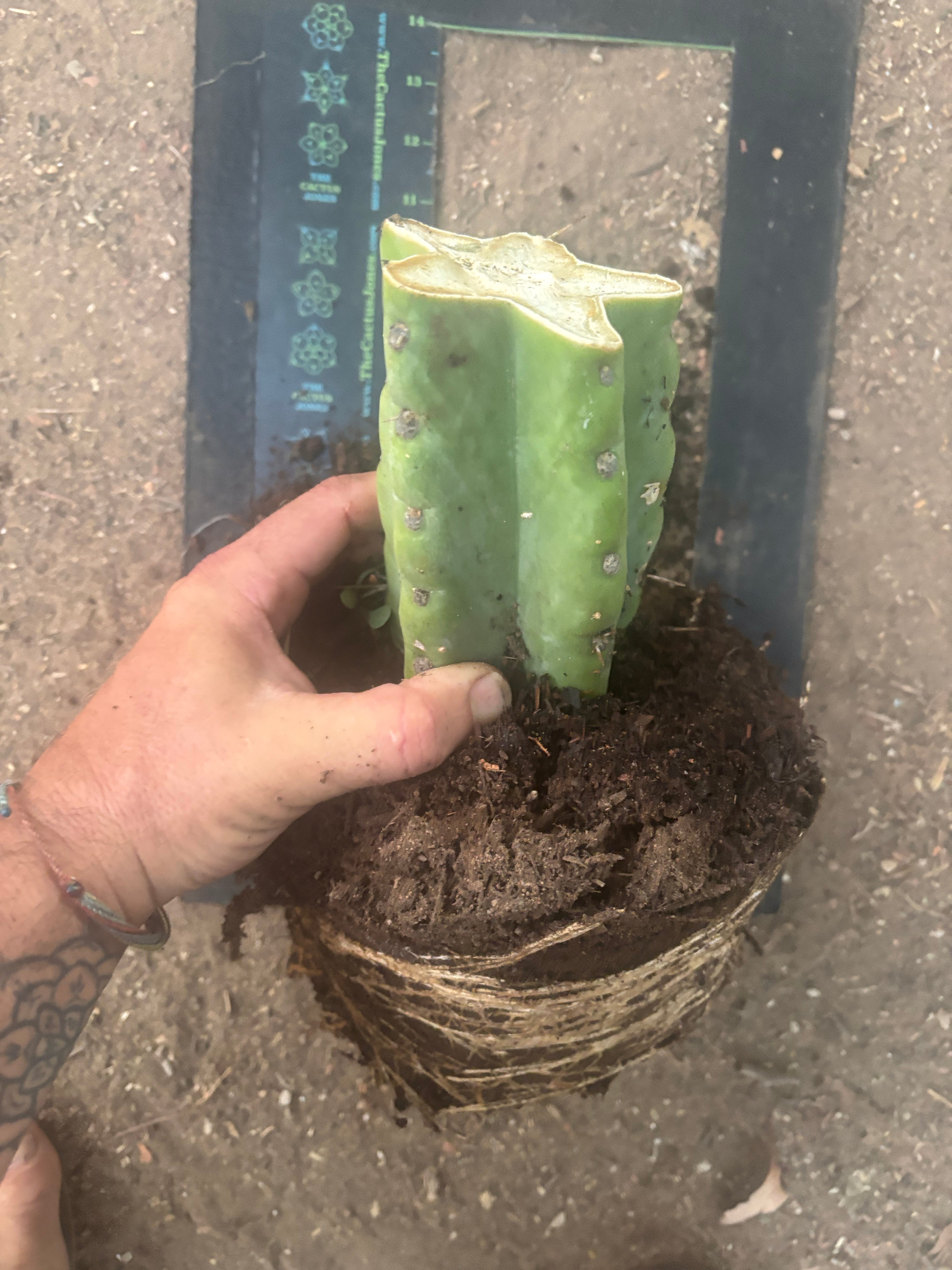 💎🌶️🌶️ NOM — Fully Rooted XL Stump