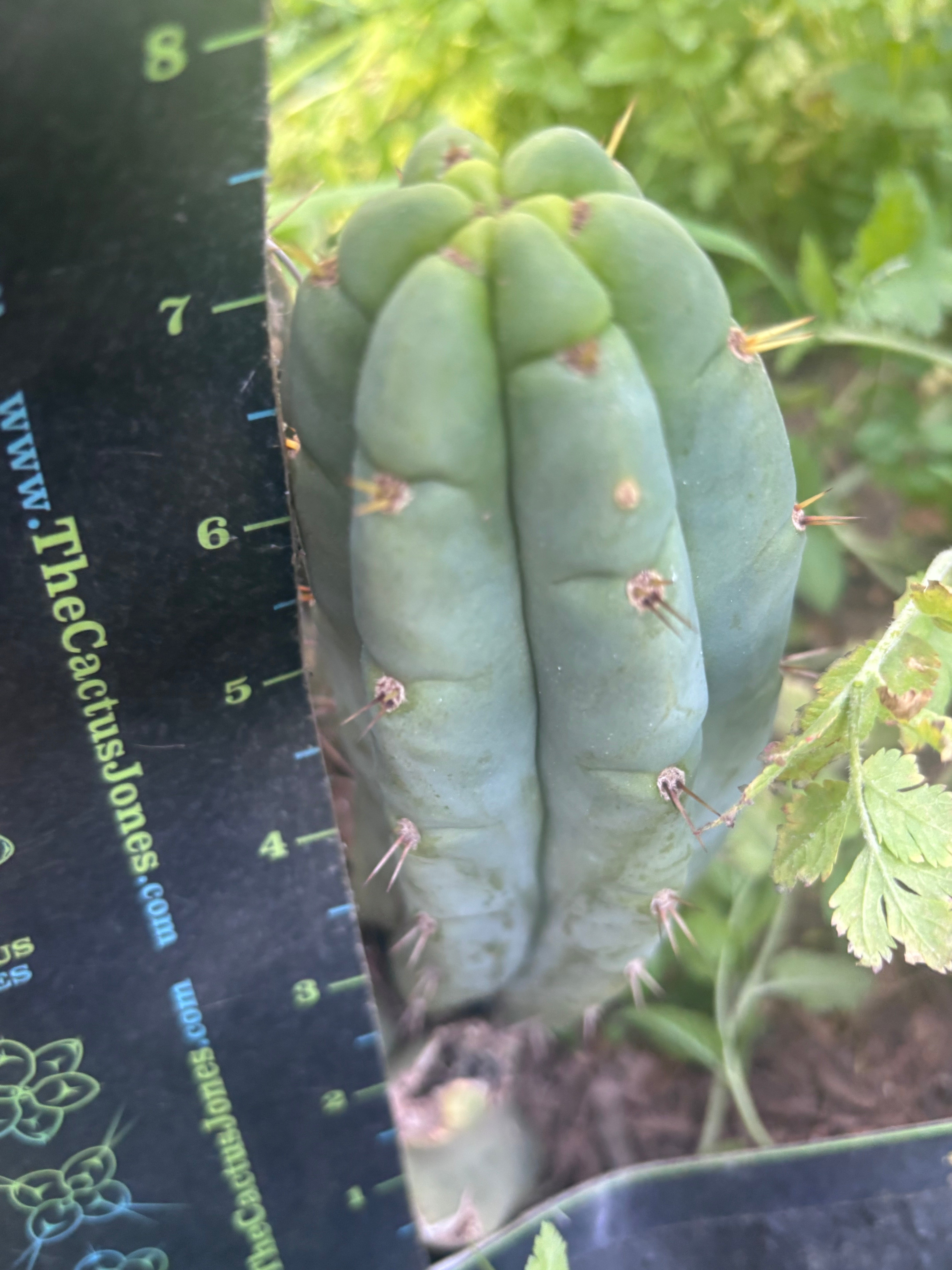 💎👑🌶️🌶️ Austy’s Bomb — 7” Tip