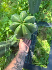 💎🌶️ Jonesy07 — Massive 14” Pup