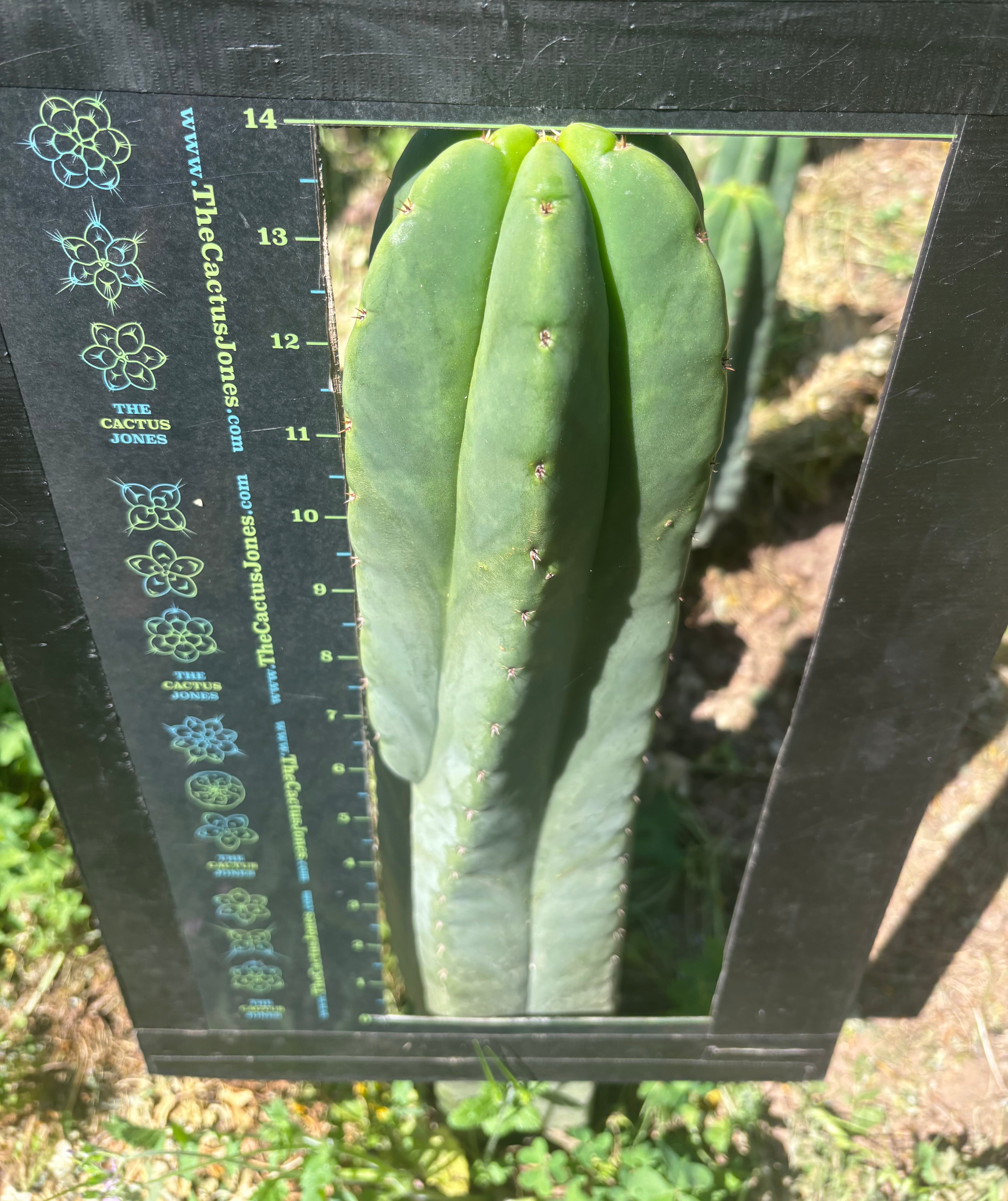 💎 Hulk x Super Pedro —  Massive 14” Tip