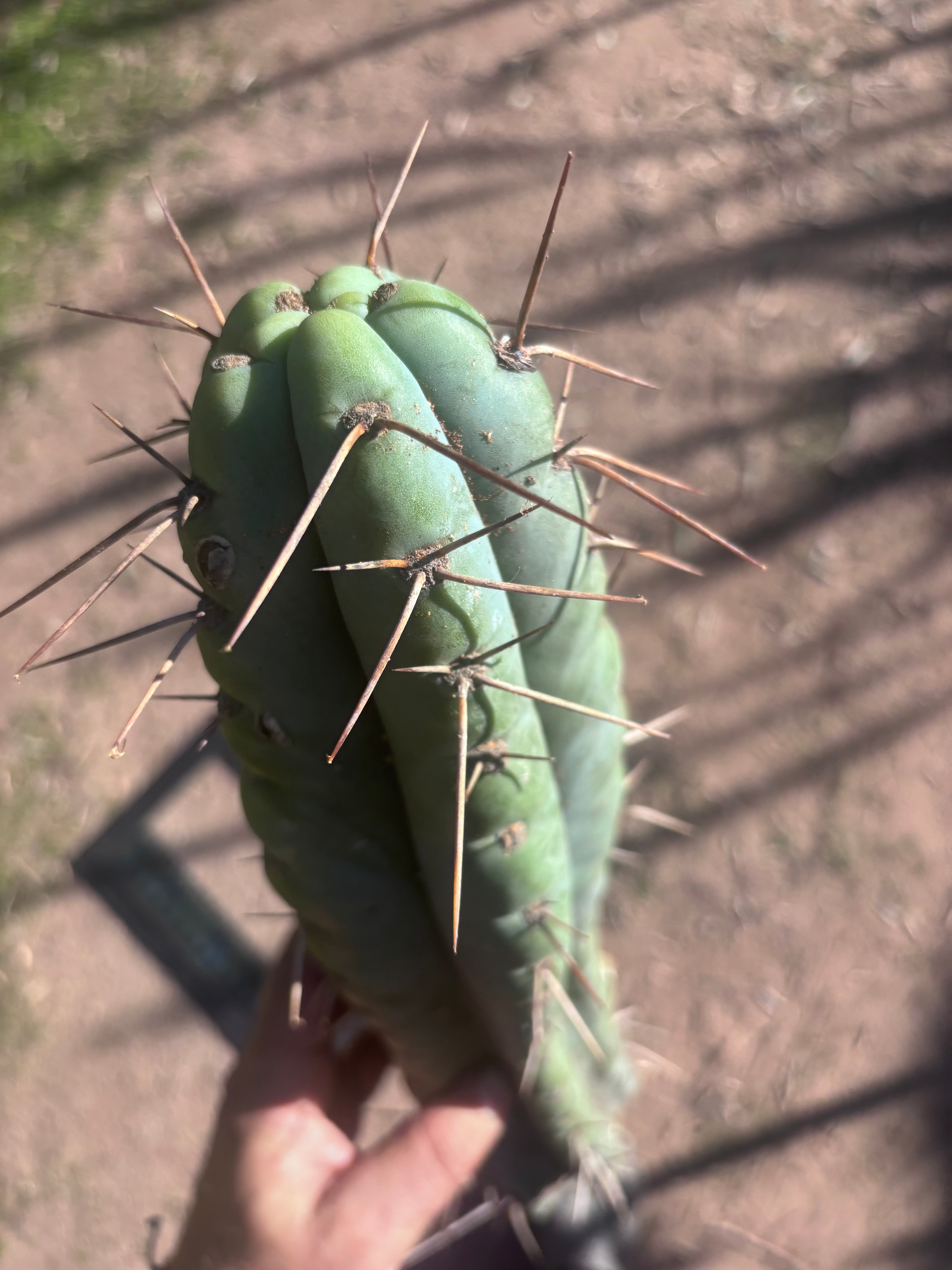 💎🌶️ NOM — XL 16” Tip