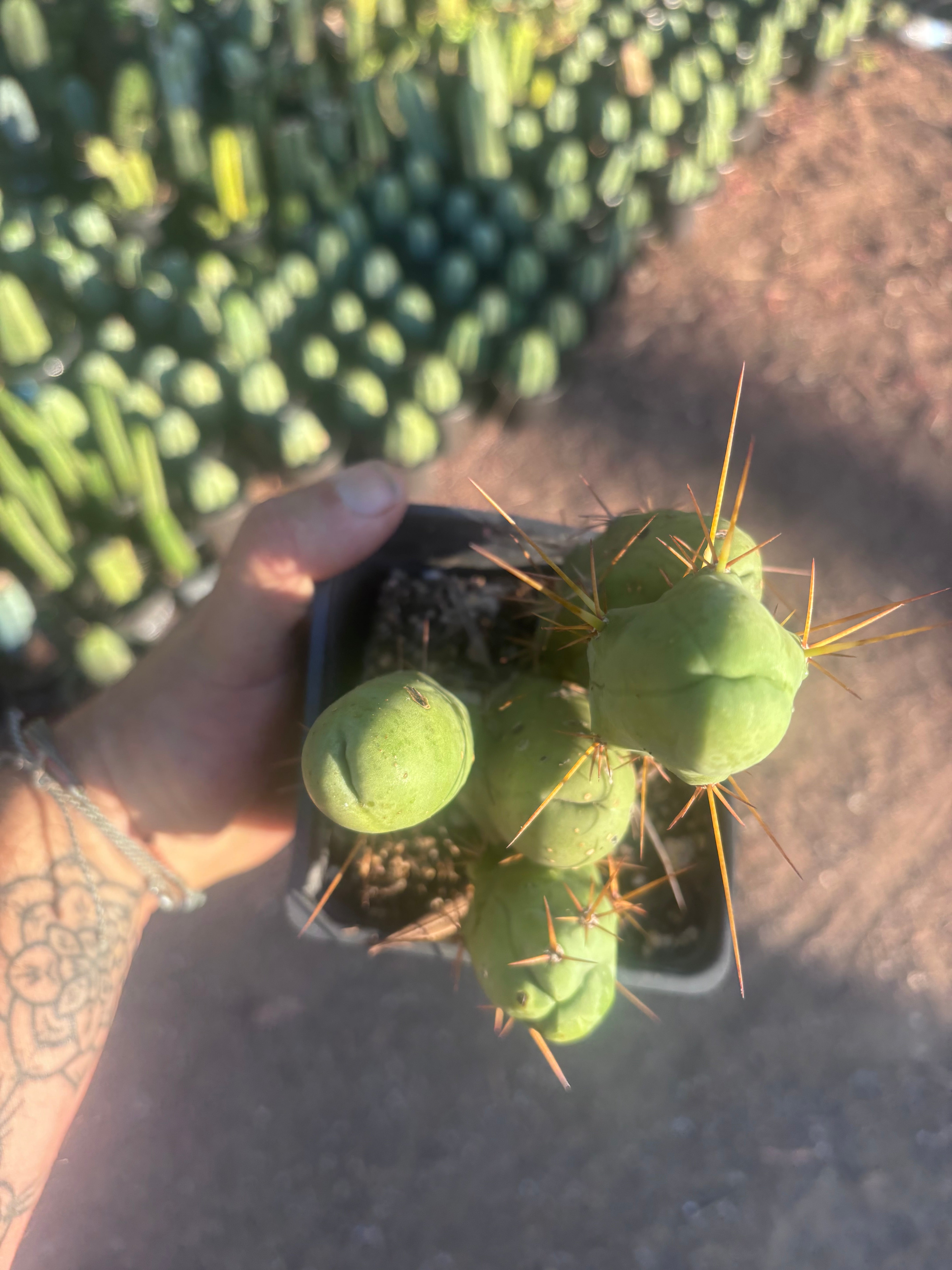👑🌶️🌶️  TBM Clone B — Fully Rooted
