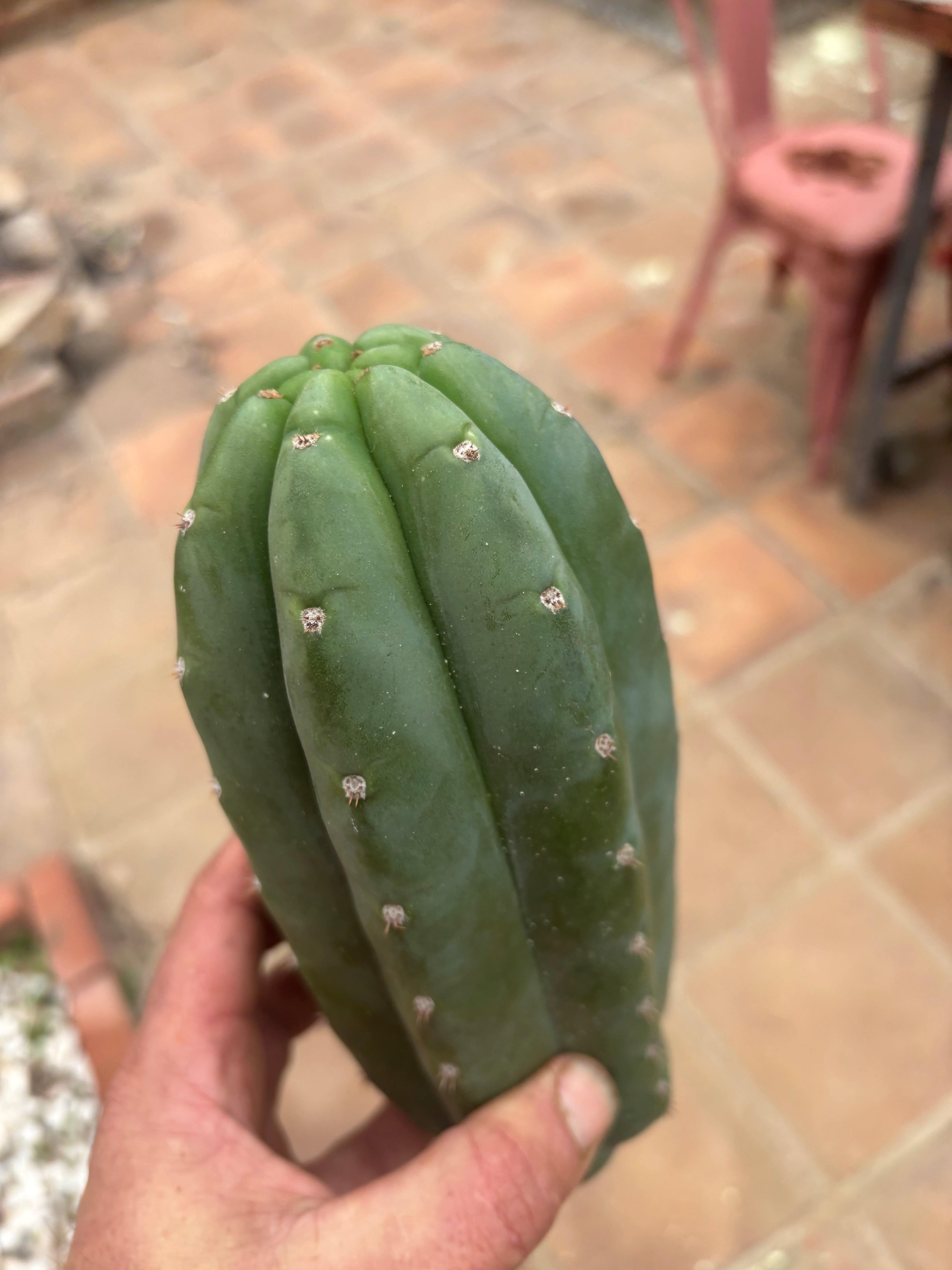👑🌶️ Pierre — Another Chonky 10” Pup