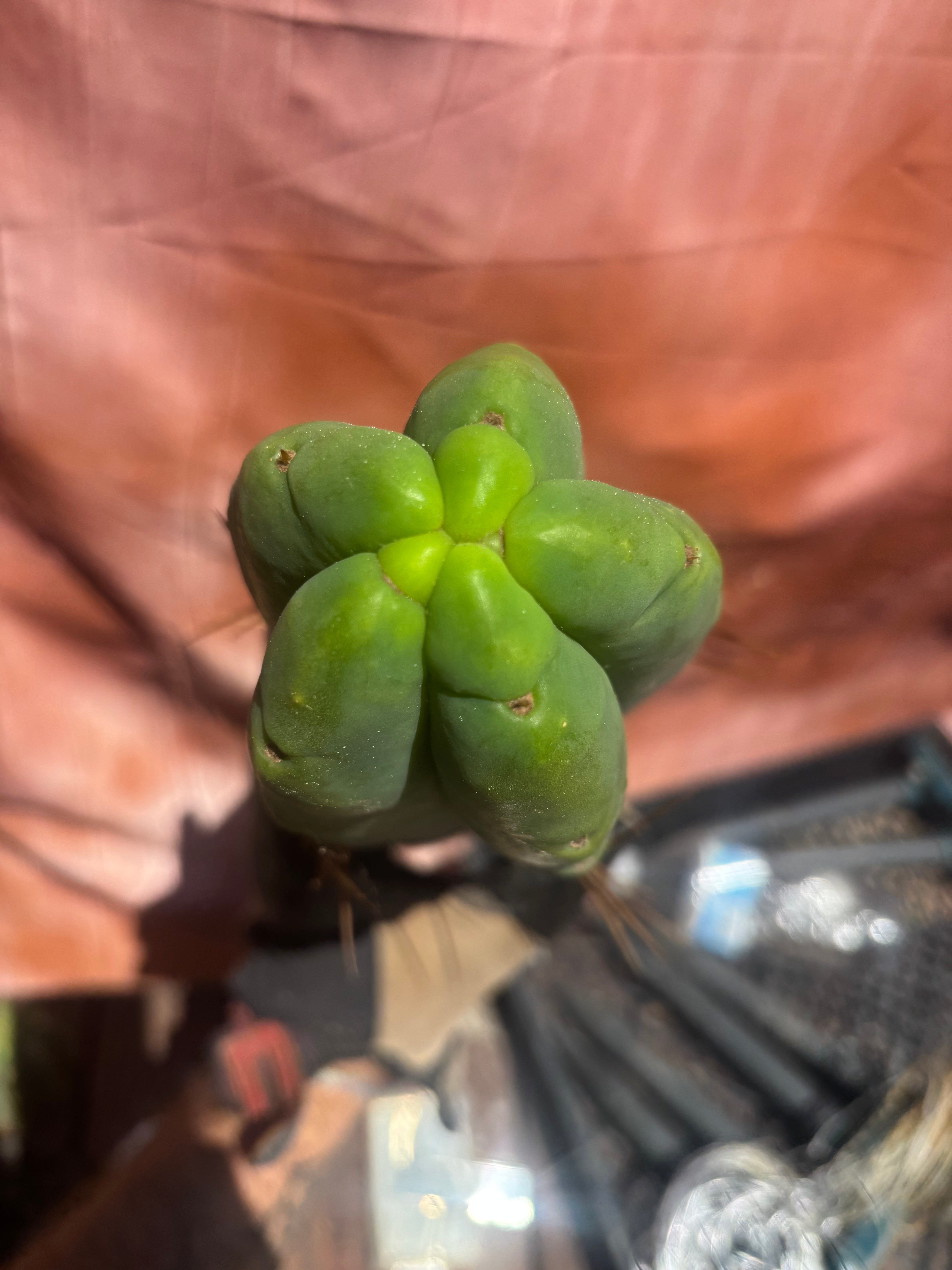 👑💎🌶️🌶️ Eileen — 15” Mega Tip
