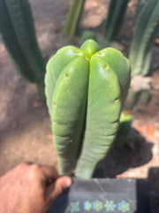 💎👑🌶️ Ferah — 9” Tip