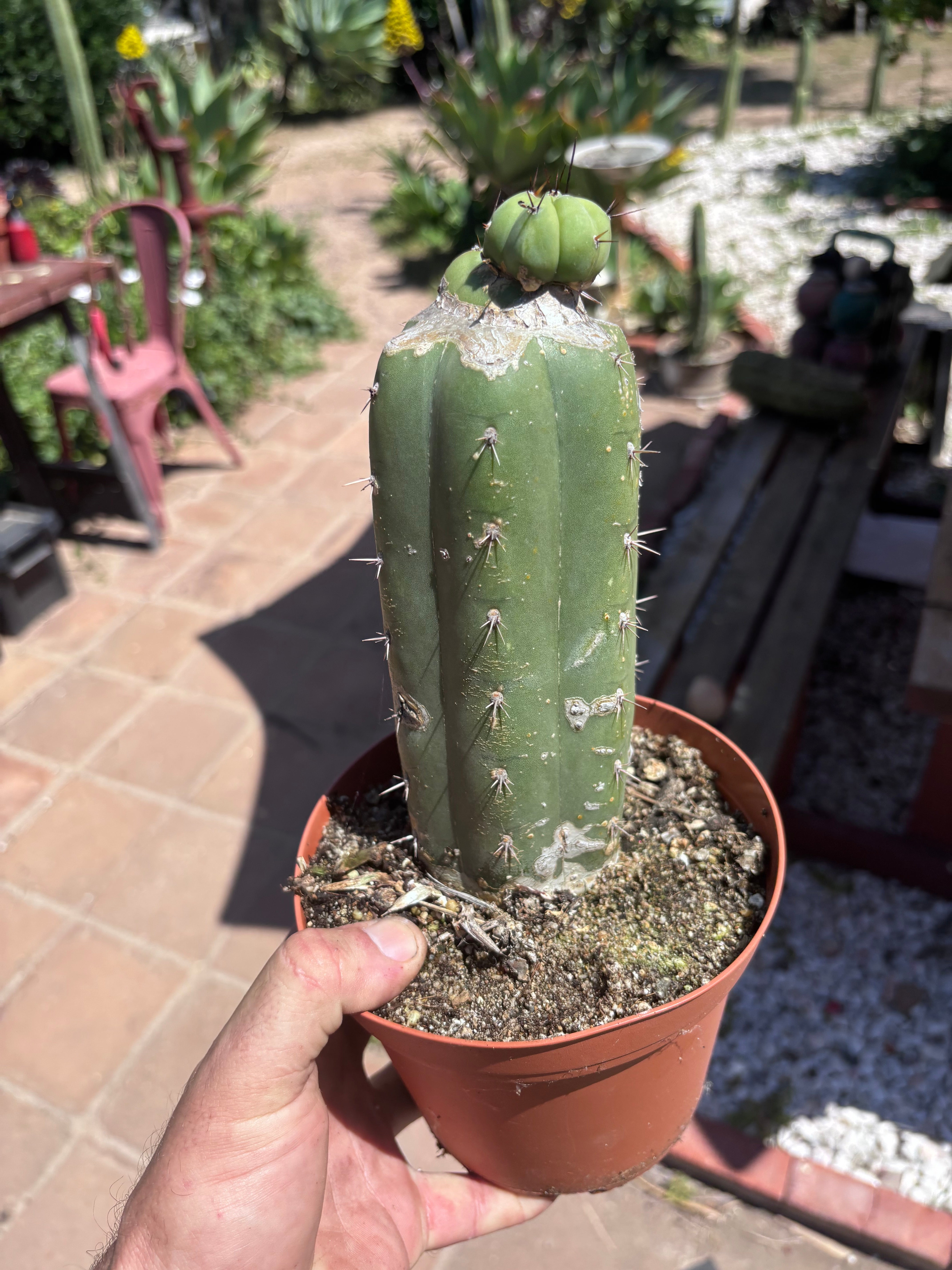 👑💎🌶️ CSD — Pupping Slab Graft (Rooted / Whole)