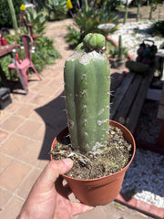 👑💎🌶️ CSD — Pupping Slab Graft (Rooted / Whole)