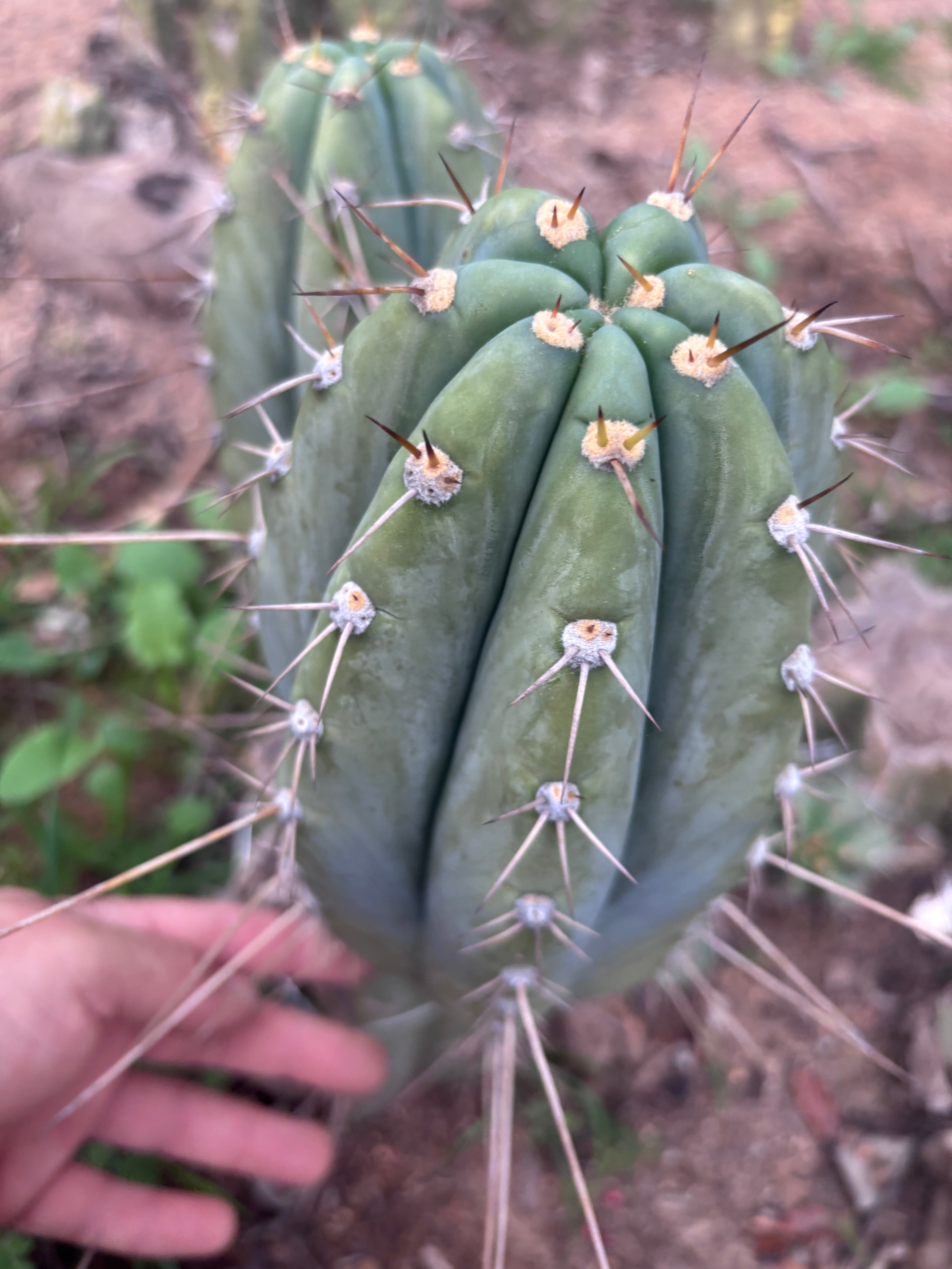 👑🌶️ CGG — 10” Melon