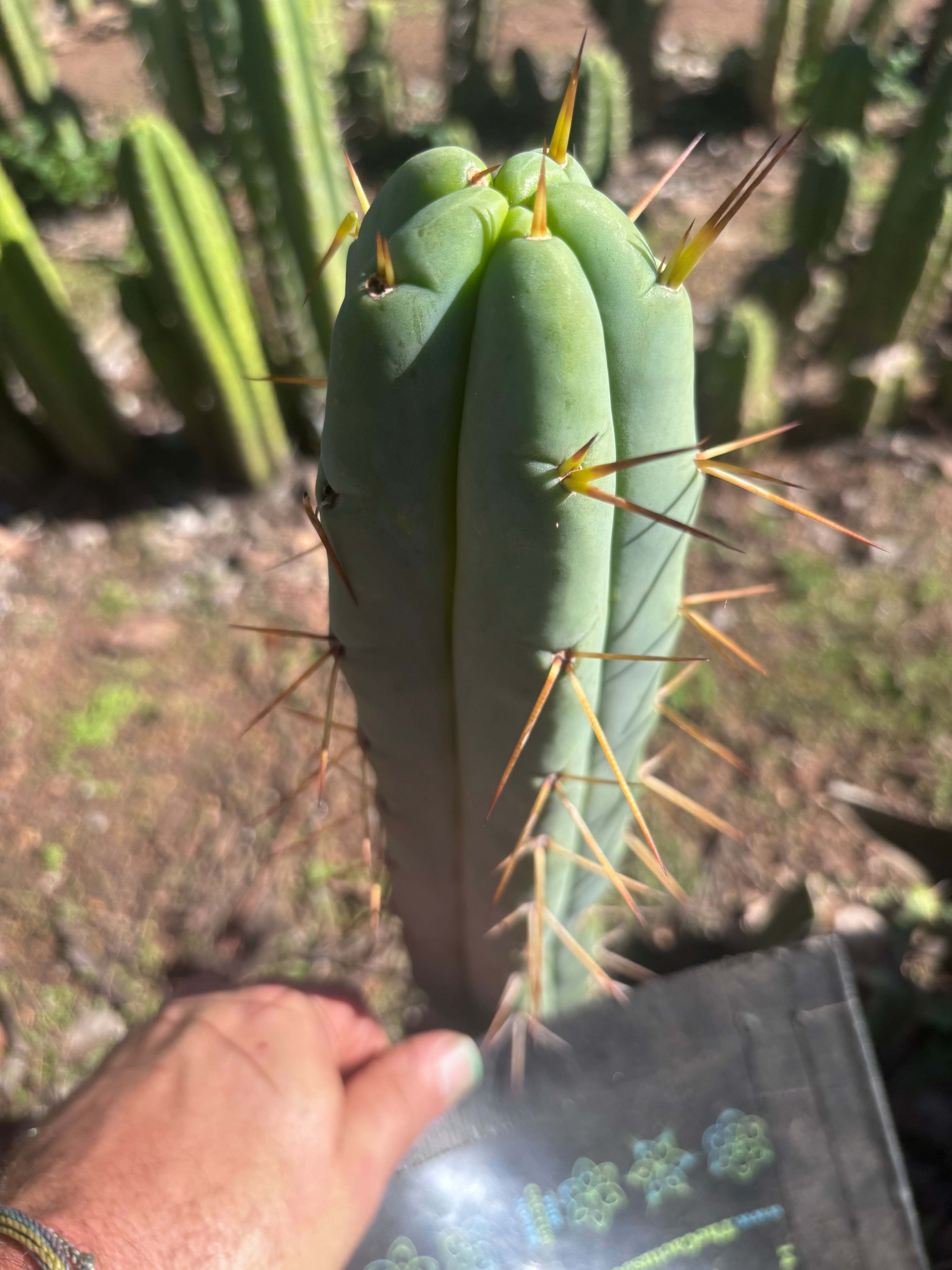 👑🌶️ Basement Shaman — 11” Tip