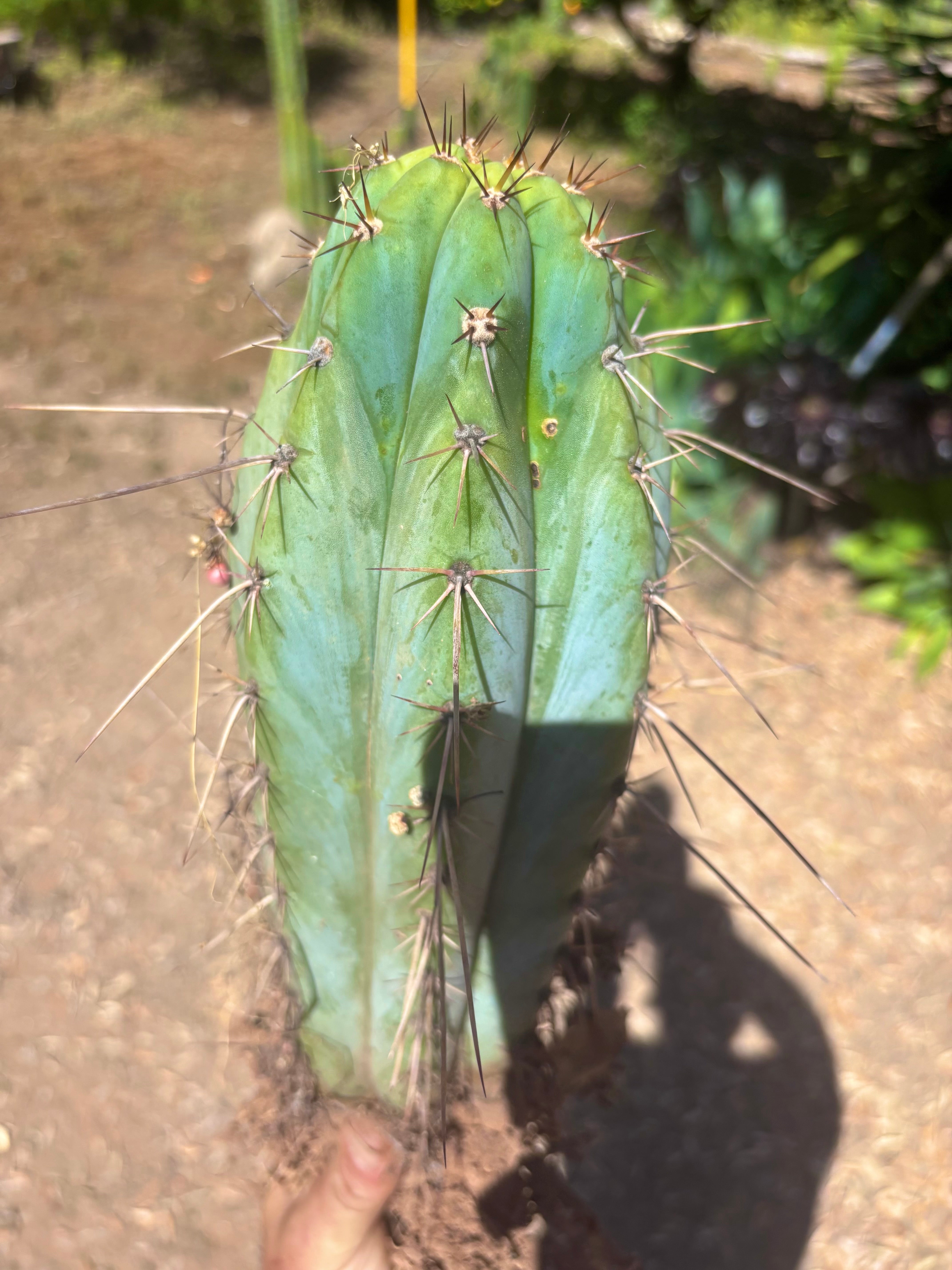 💎👑🌶️ RS0004  — 14” Rooted Chonker