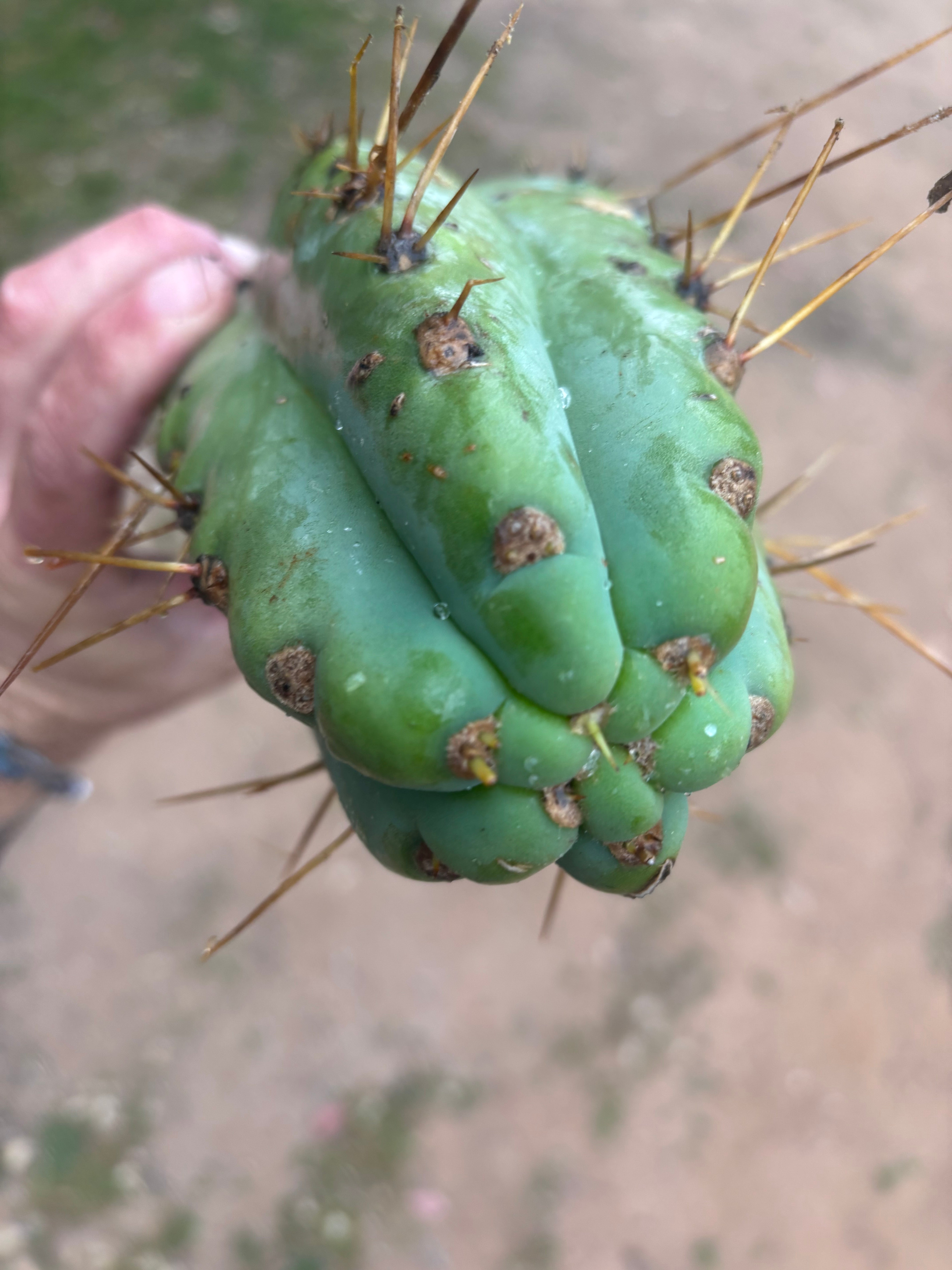 💎🌶️🌶️ NOM — Beefy 12” Tip