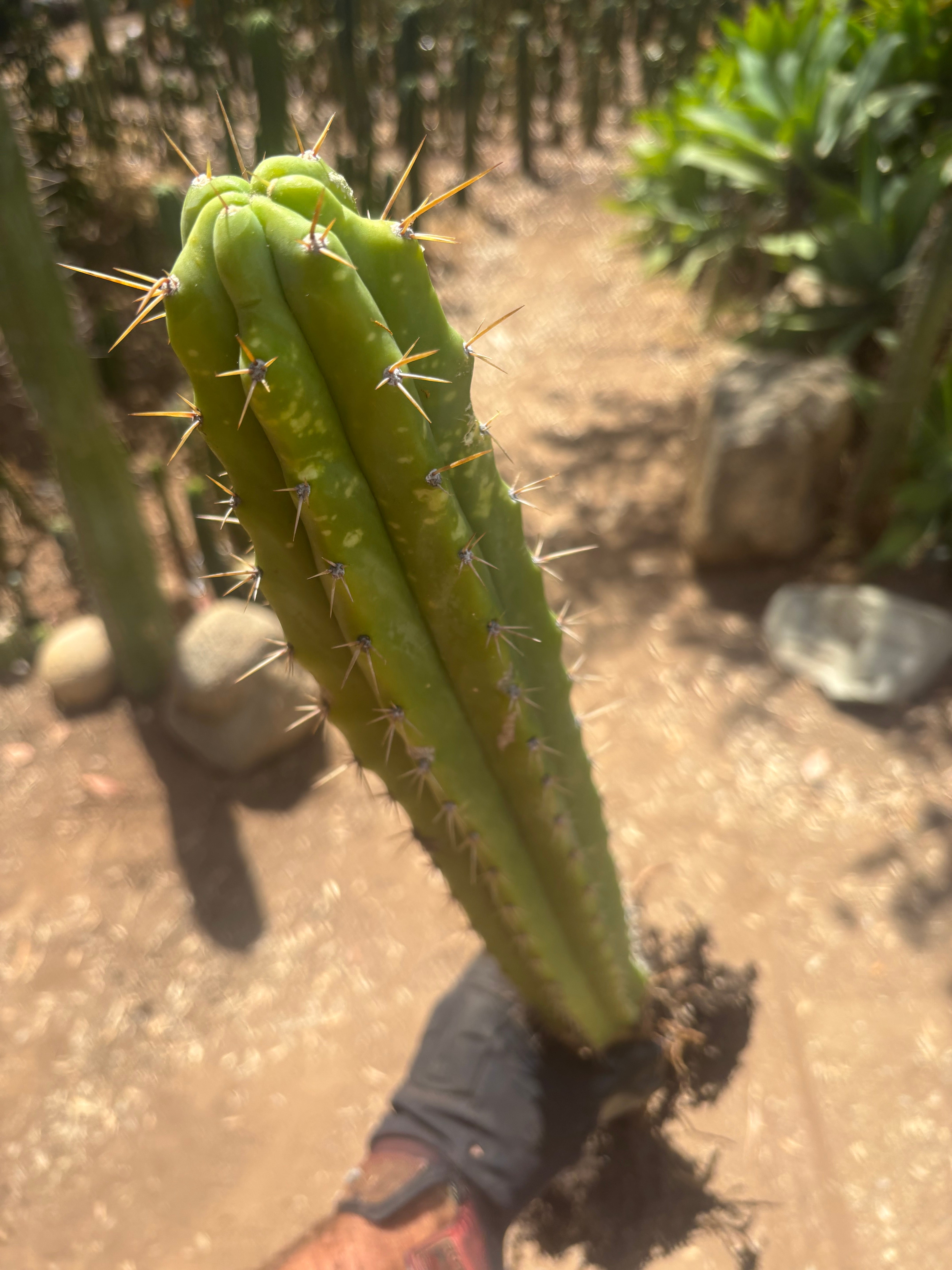 💎 SS02 x DeCosta — XL Seed Grown 21”