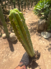 💎 SS02 x DeCosta — XL Seed Grown 21”